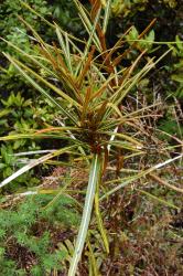 Image: P.B. Heenan © Landcare Research 2014 